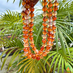 Natural Carnelian Necklace 6mm | 13 Inch Orange Red Gemstone Mala | Meditation & Yoga Necklace | Crystal Necklace | Spiritual Jewelry