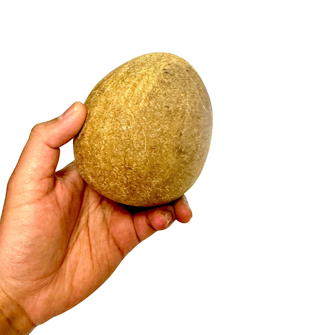 Dry whole coconut for religious purposes hawan yagya (Pack of 4)