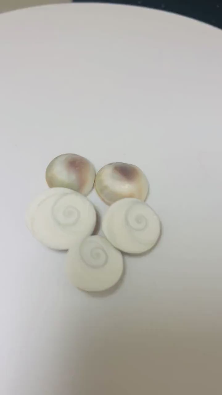 Gomti Chakra for Wealth, Health & Success (Pack of 5)